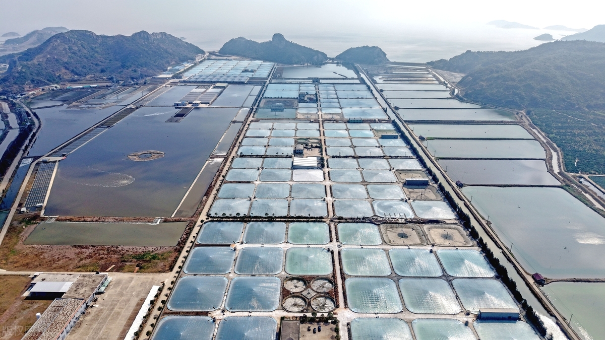 高端食用菌养殖市场分析_轻松赚钱小项目_2025年最具潜力养殖项目