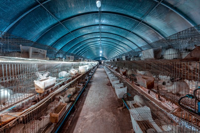 高端食用菌养殖市场分析_轻松赚钱小项目_2025年最具潜力养殖项目