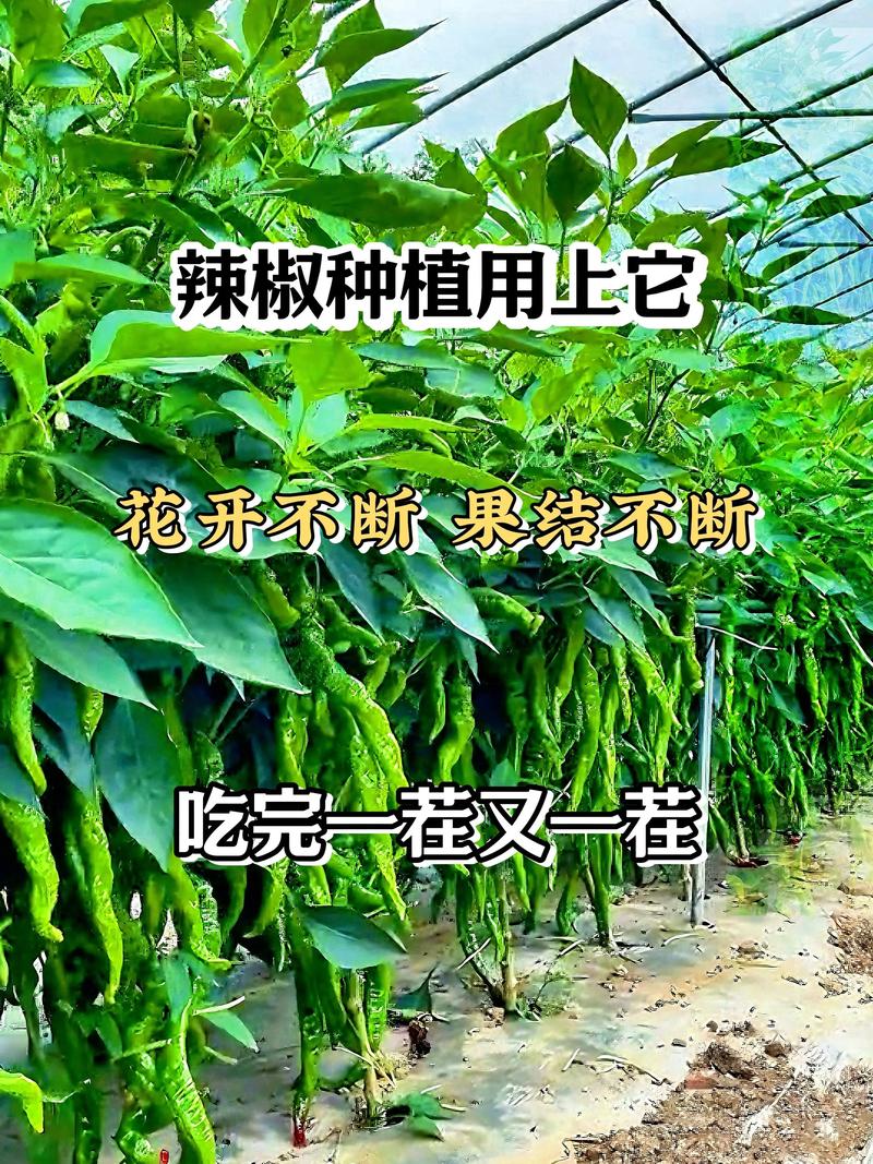 农村有机蔬菜种植_现在免费的赚钱好方法_农村花卉种植项目