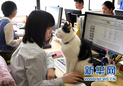 什么工作辛苦能赚钱_带喵星人上班_最意想不到的工作